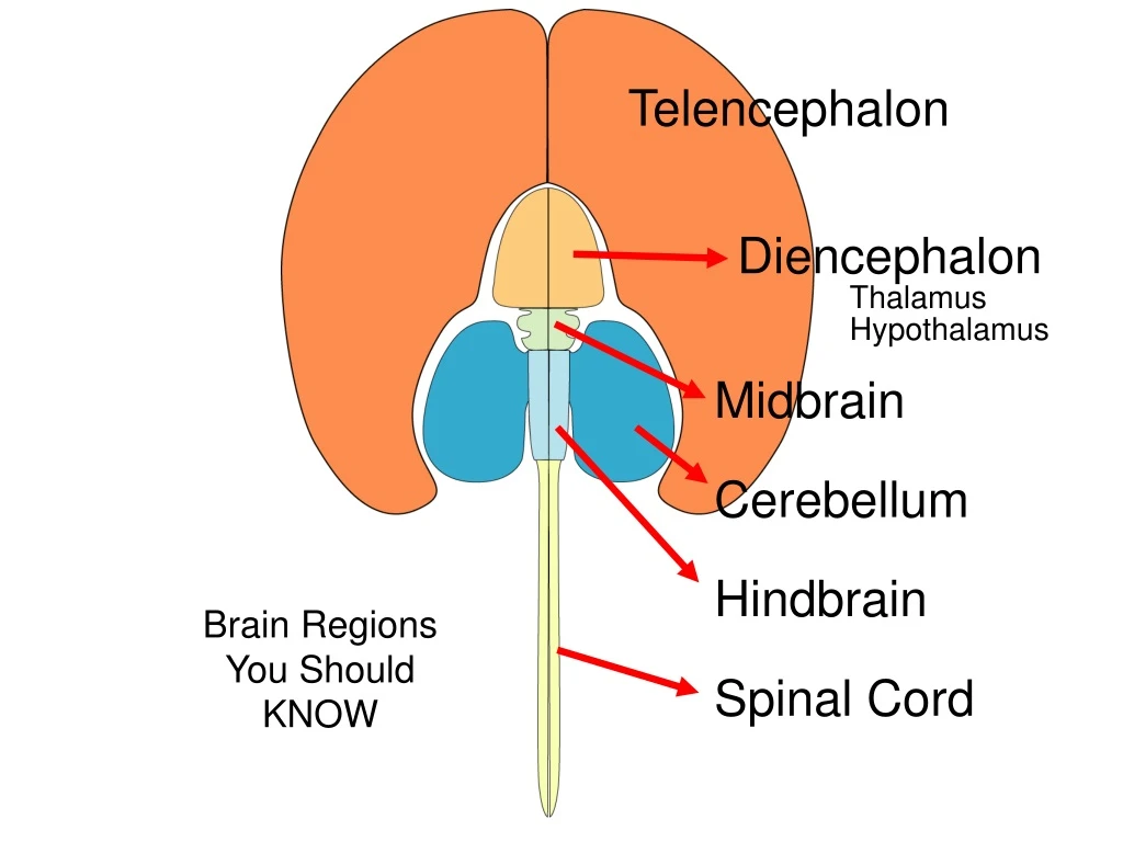 telencephalon