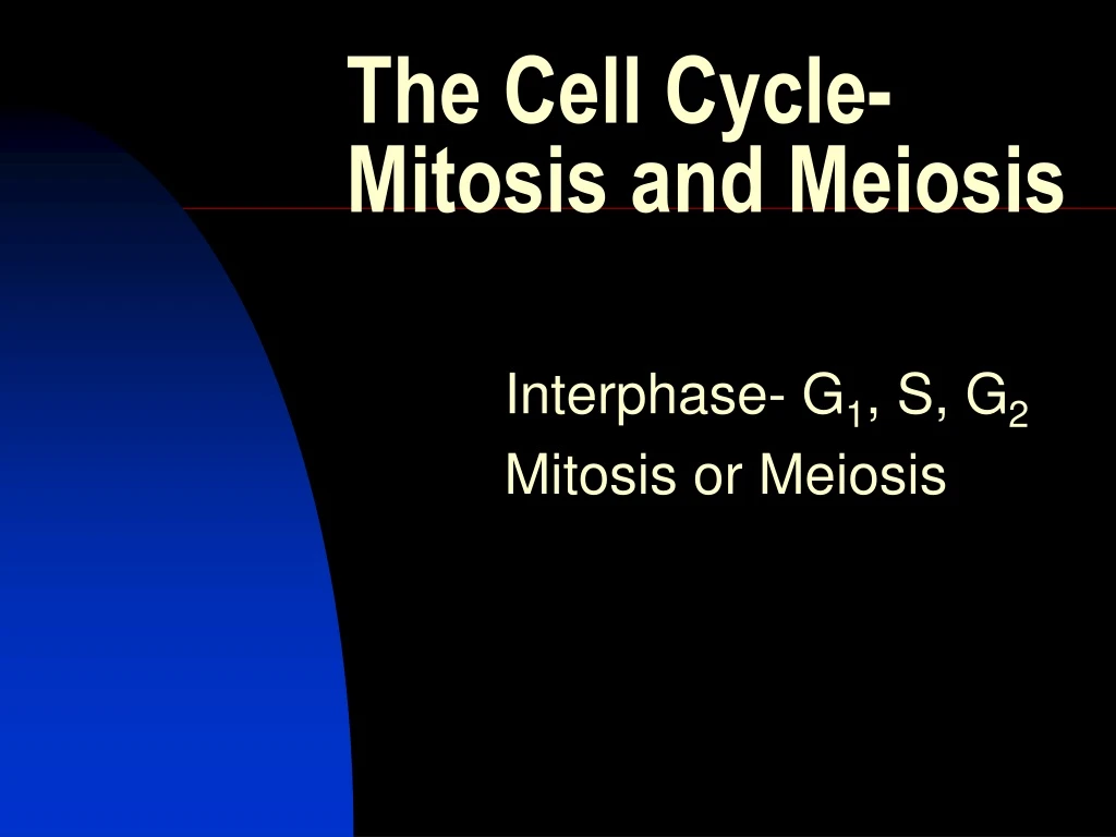 the cell cycle mitosis and meiosis
