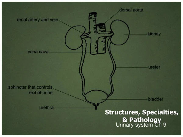 Structures, Specialties, &amp; Pathology