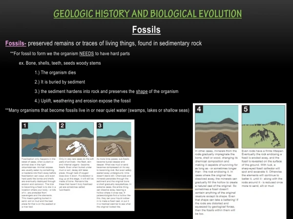 Geologic History and Biological Evolution