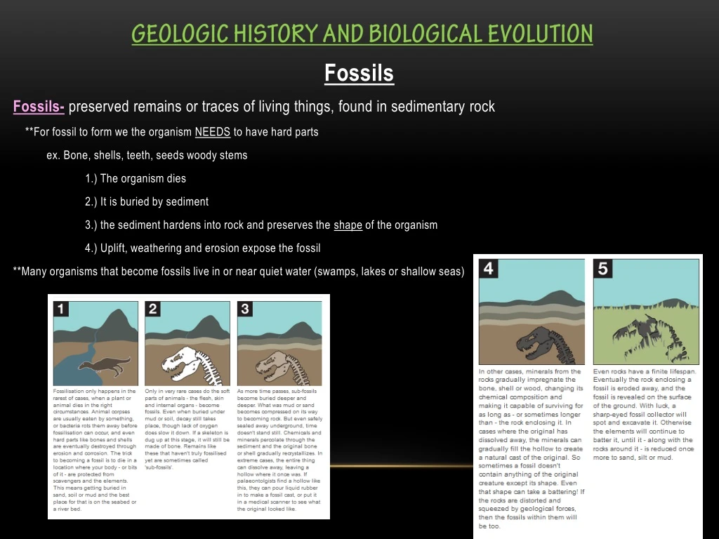 geologic history and biological evolution