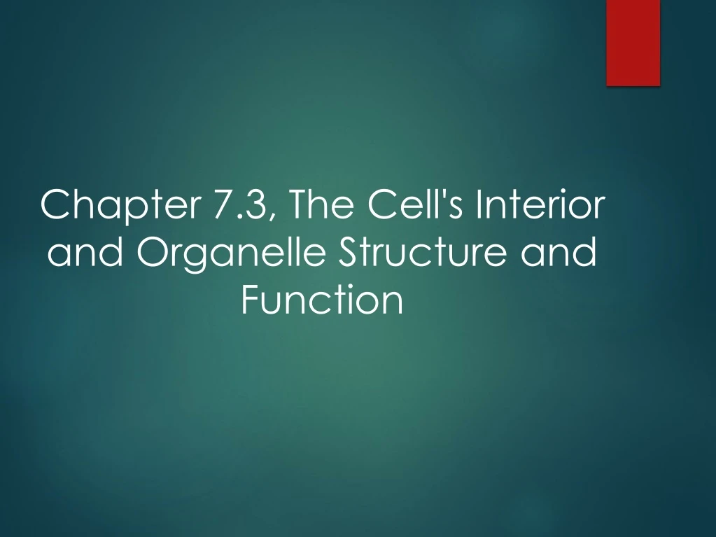 chapter 7 3 the cell s interior and organelle structure and function