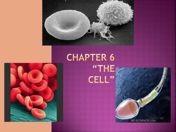 Chapter 6 “The Cell”