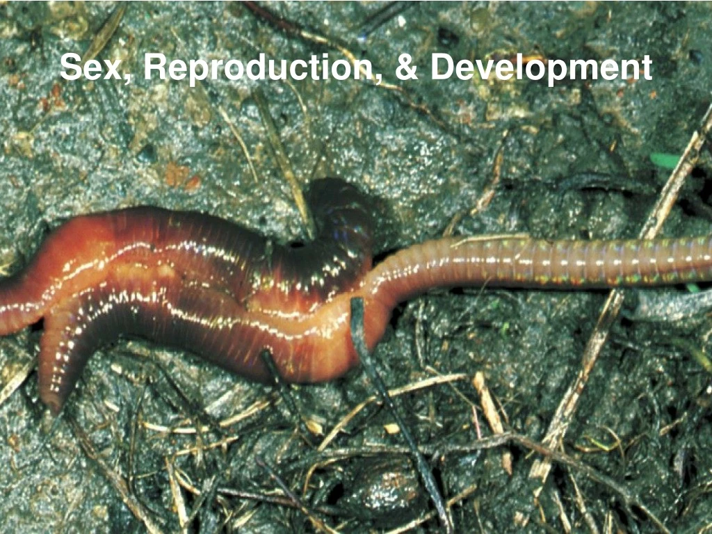 sex reproduction development
