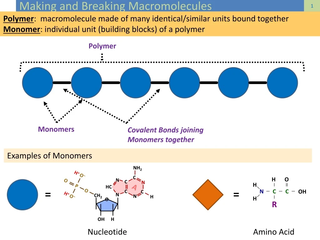 making and breaking macromolecules