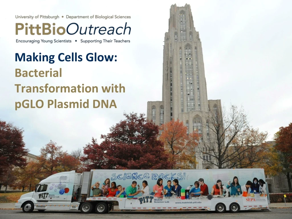 making cells glow bacterial transformation with pglo plasmid dna