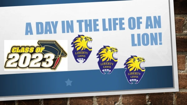A day in the Life of an Lion!
