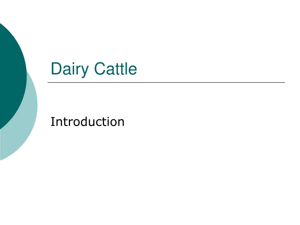 dairy cattle