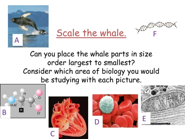 Scale the whale. Can you place the whale parts in size order largest to smallest?