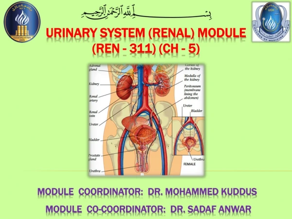 Urinary system (renal) module (REN - 311) (CH - 5)