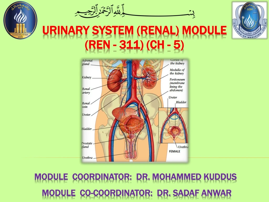 urinary system renal module ren 311 ch 5