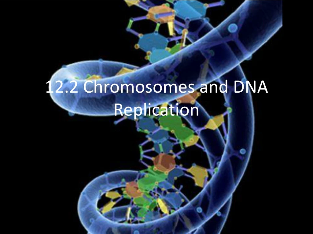 12 2 chromosomes and dna replication