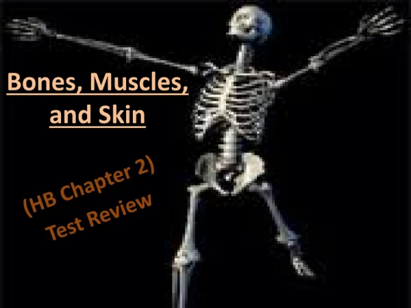 Bones, Muscles, and Skin