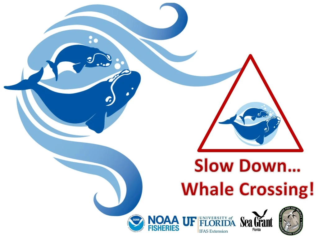 slow down whale crossing