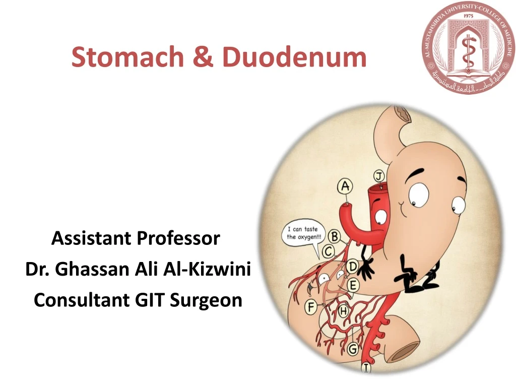 stomach duodenum