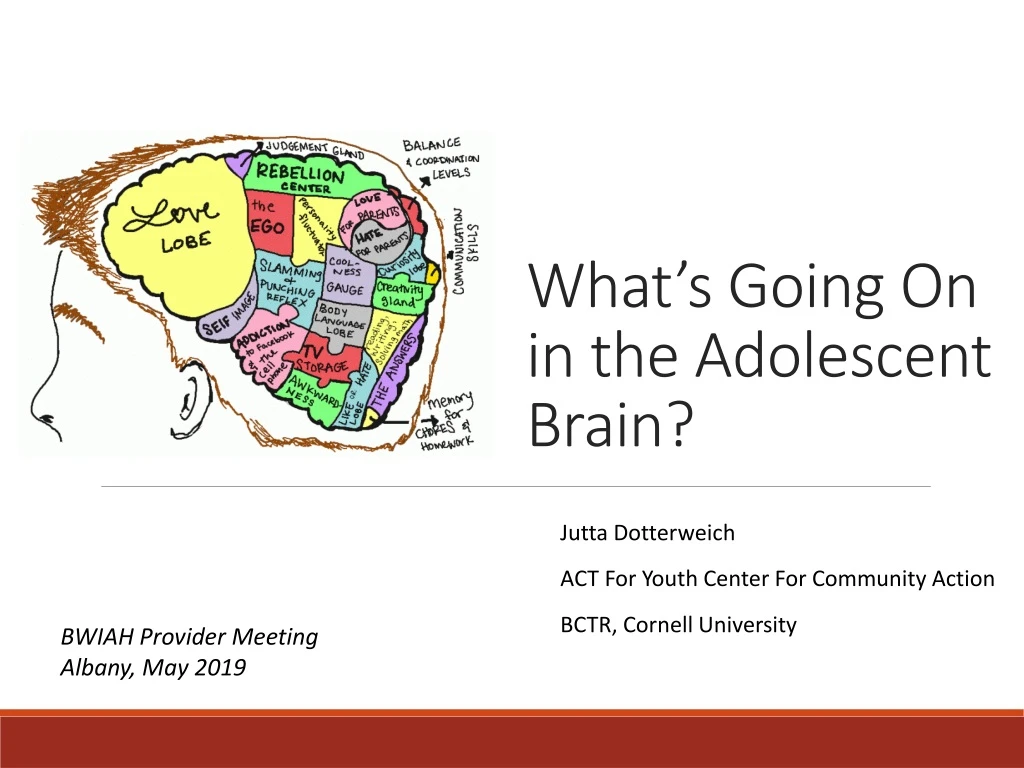 what s going on in the adolescent brain