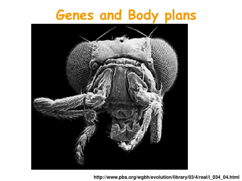 genes and body plans