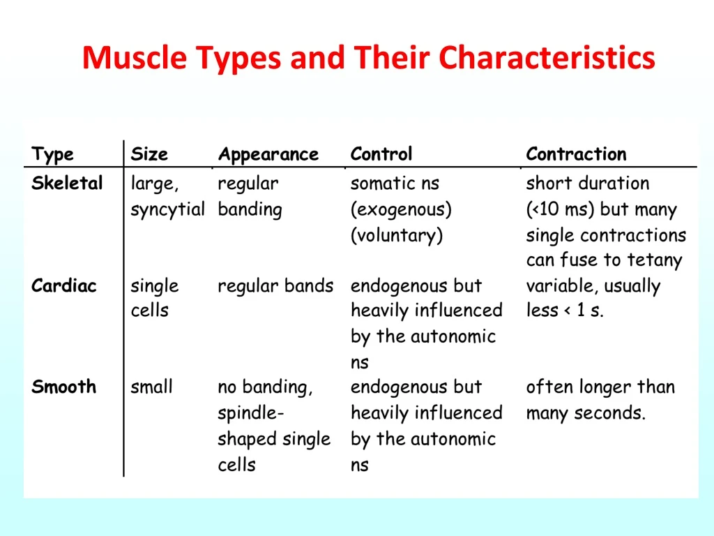 muscle types and their characteristics
