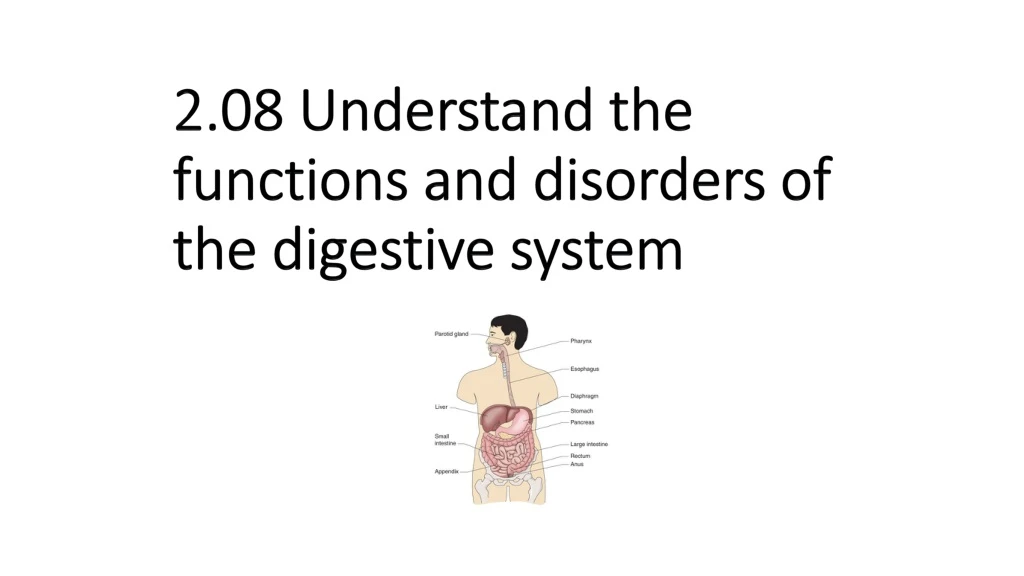 2 08 understand the functions and disorders of the digestive system