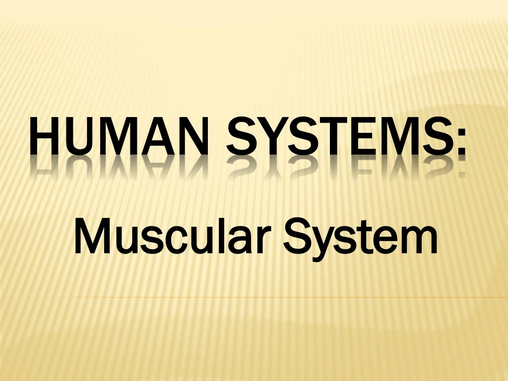 muscular system