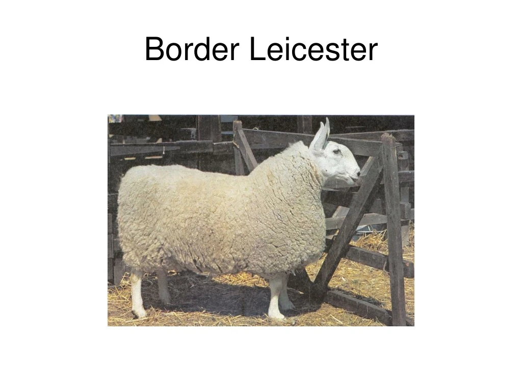 border leicester