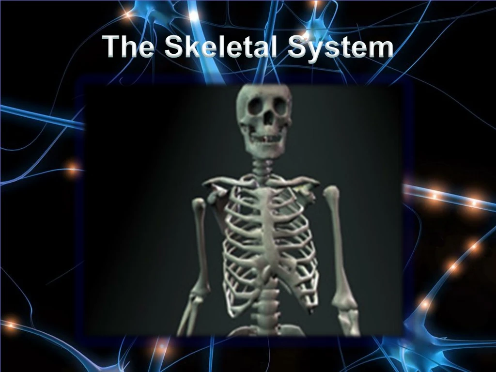 the skeletal system