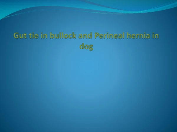 Gut tie in bullock and Perineal hernia in dog