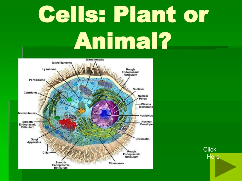 cells plant or animal