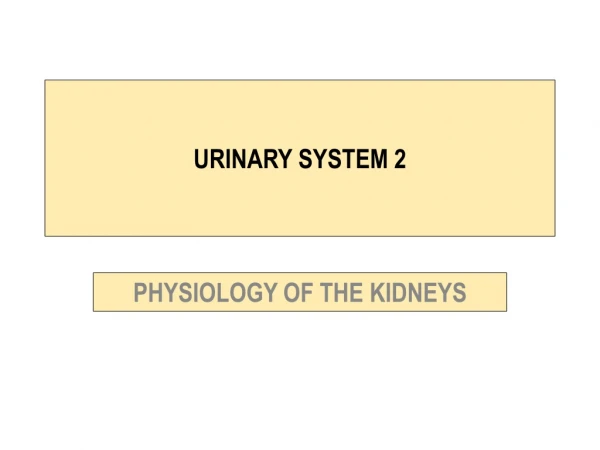 URINARY SYSTEM 2