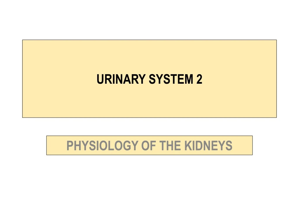 urinary system 2