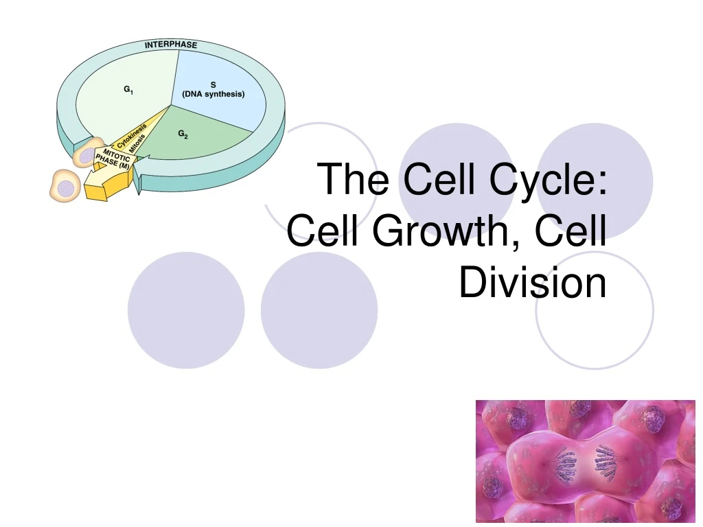 the cell cycle cell growth cell division