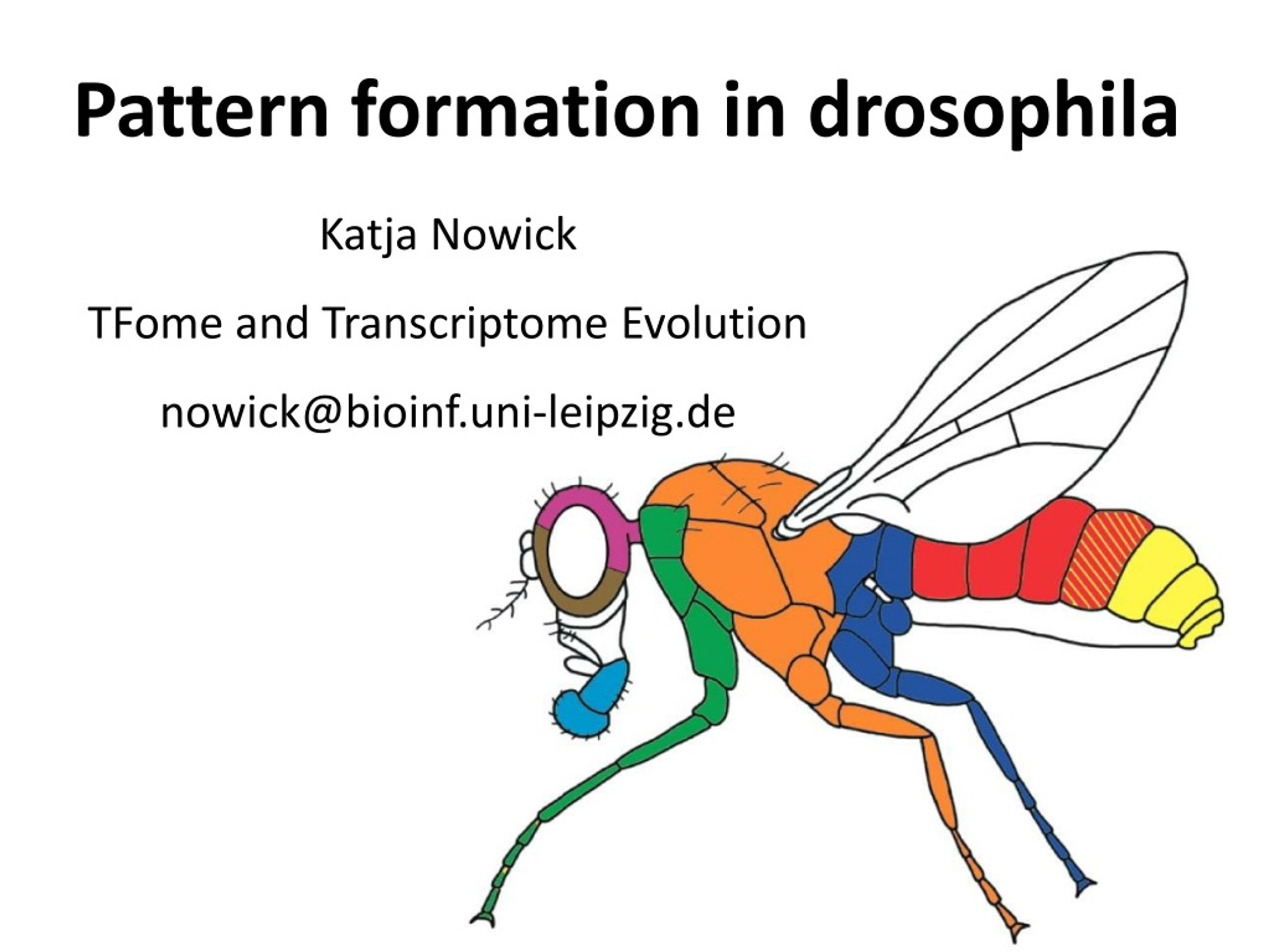 PPT - Pattern Formation in Drosophila Development: Insights on TFome ...