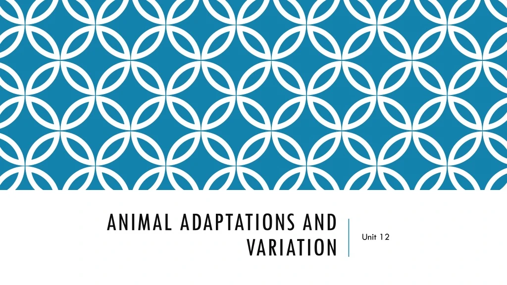 animal adaptations and variation