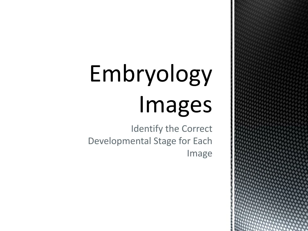 embryology images