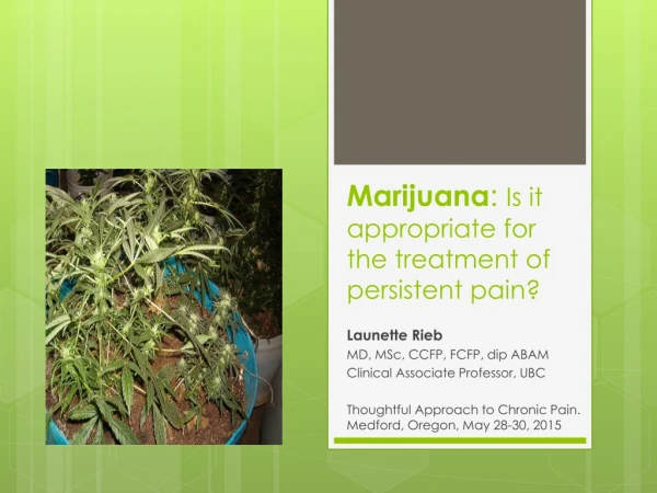 Marijuana : Is it appropriate for the treatment of persistent pain?