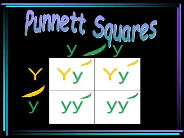 Punnett Squares