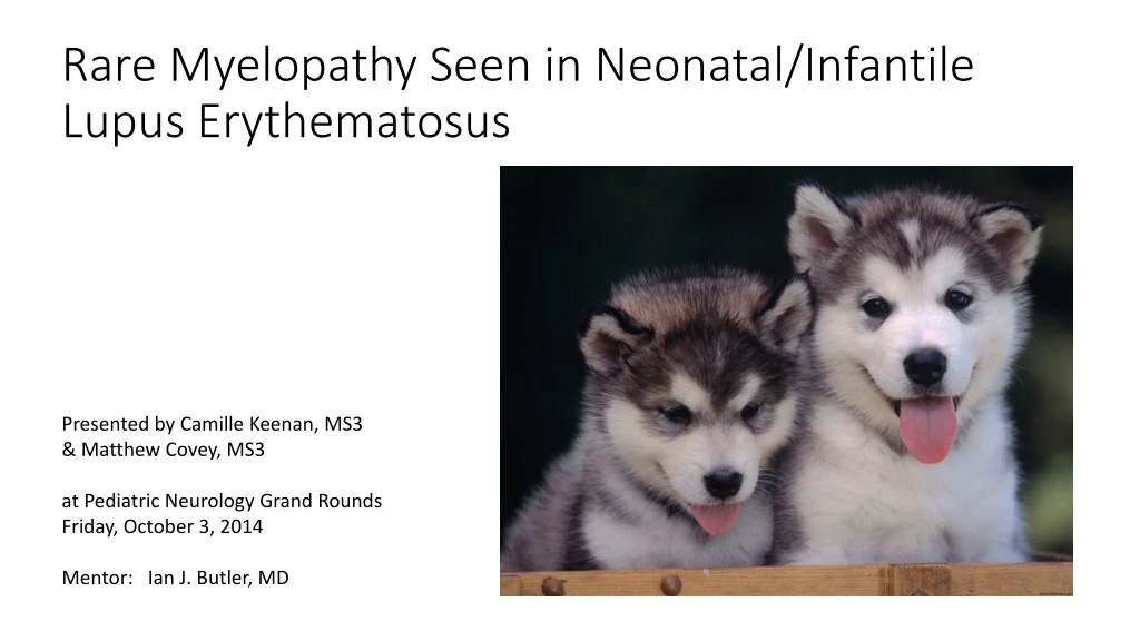 rare myelopathy seen in neonatal infantile lupus erythematosus