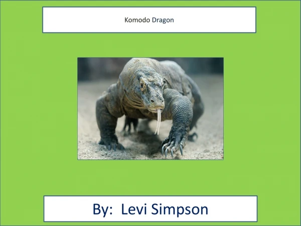 Komodo Dragon