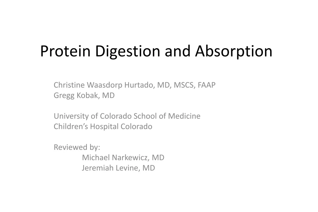 protein digestion and absorption