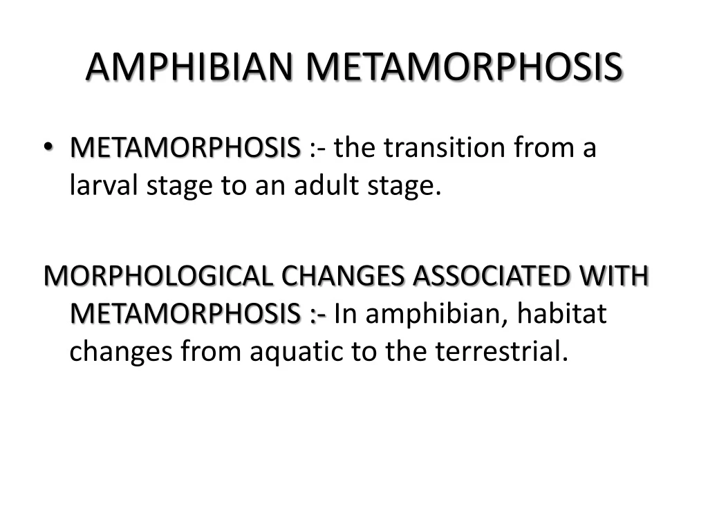 amphibian metamorphosis