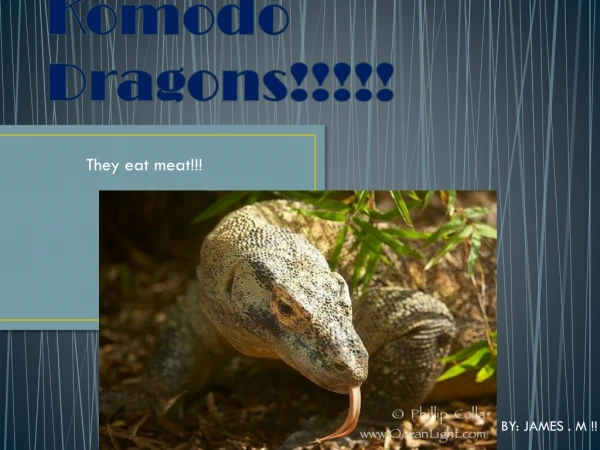 Komodo Dragons!!!!!