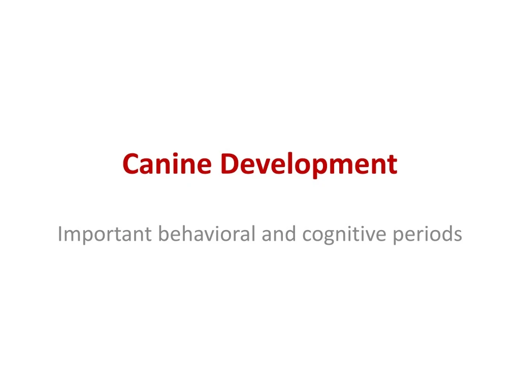 canine development