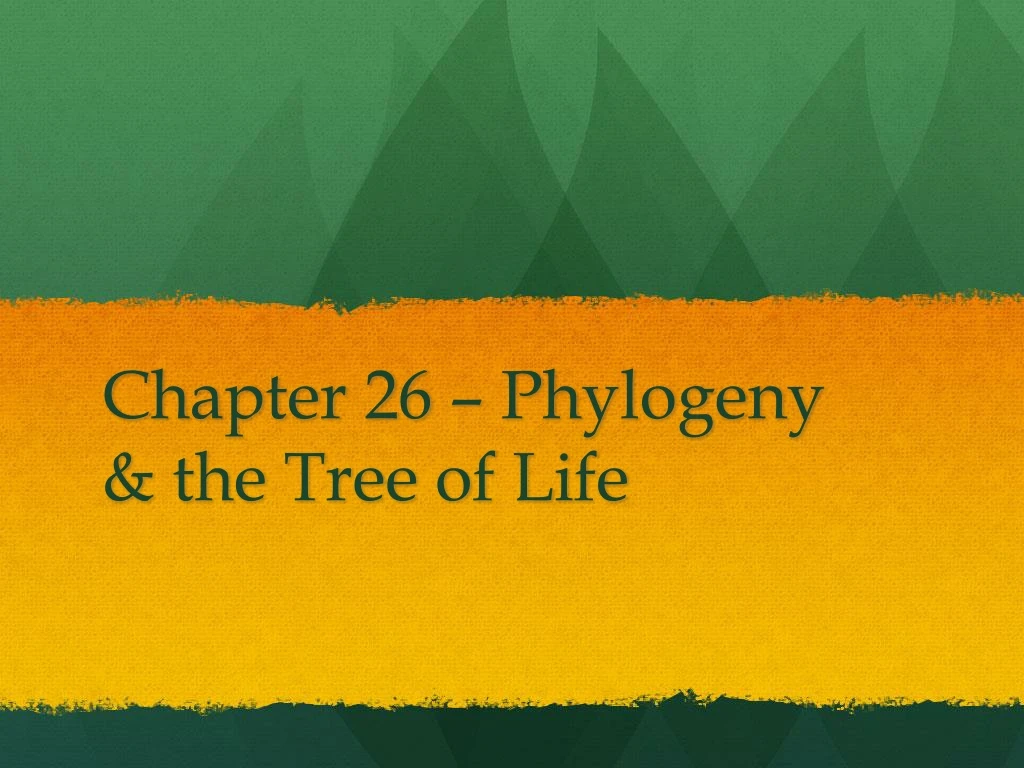 chapter 26 phylogeny the tree of life