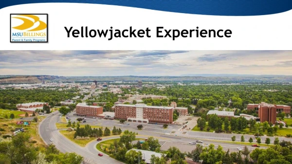 Yellowjacket Experience