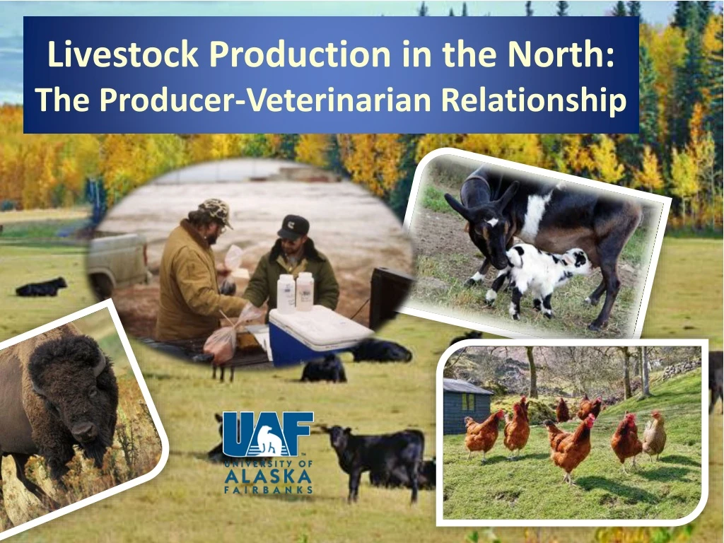 livestock production in the north the producer veterinarian relationship