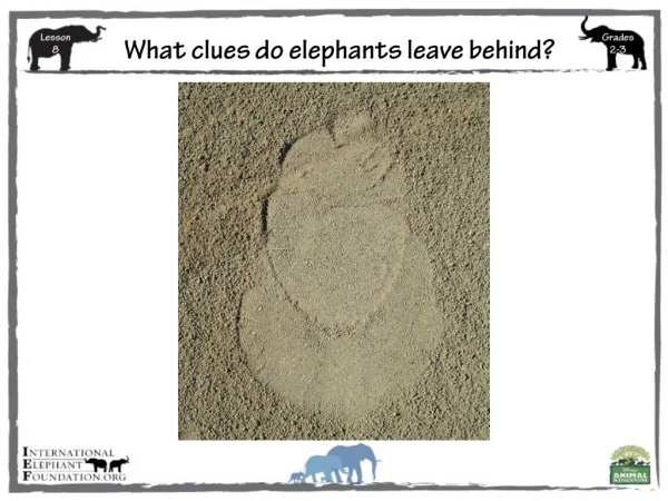 What clues d o elephants leave behind?