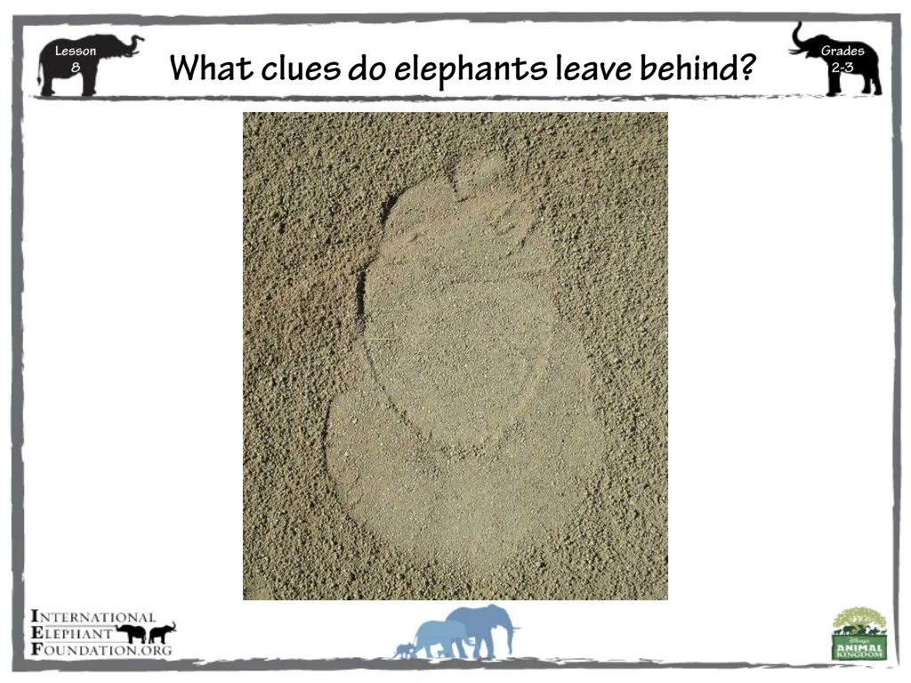 what clues d o elephants leave behind