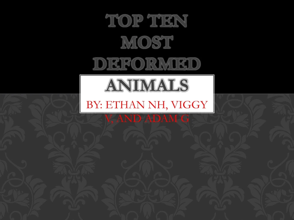 top ten m ost deformed animals