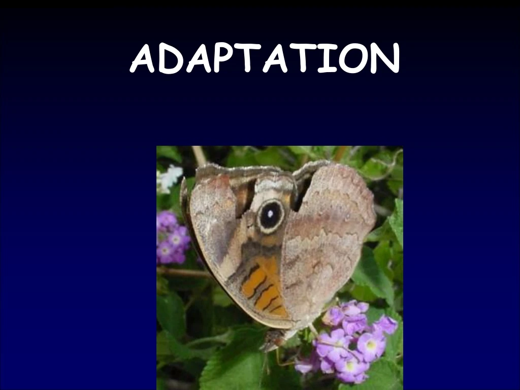 adaptation