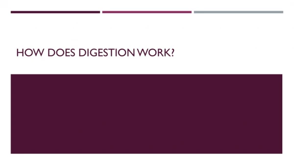 How does Digestion Work?